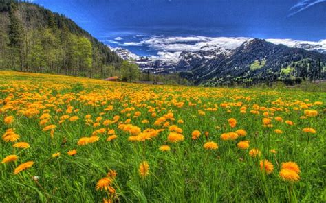 Image result for Nature-Based Optimization Algorithm