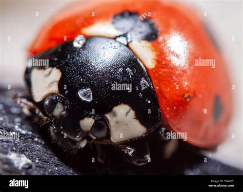 Ladybug Ladybug Explore Close Up Free Ladybug Close Up Image
