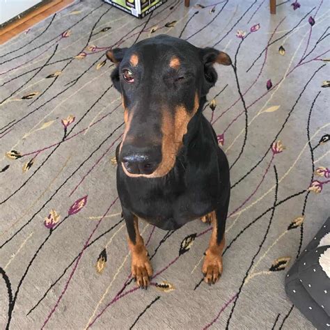 Horner’s Syndrome In Dogs - An Eyelid Issue Or A Serious Problem?