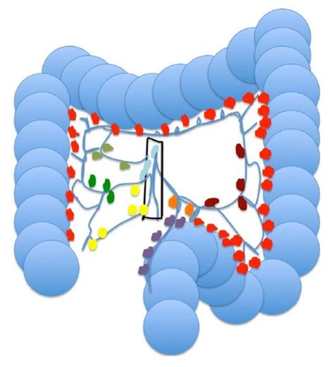 Kuvatulokset haulle pericolonic lymph nodes