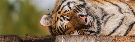 Download wallpaper face, tiger, Board, section cats in resolution 2880x900