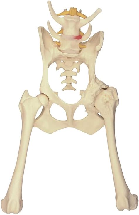 ASSICON Dog Skeleton Model, Animal Body Anatomy India | Ubuy
