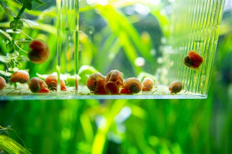 Which Fish Eat Snail Eggs In Your Aquarium?