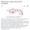 Explain human reproduction - Brainly.in