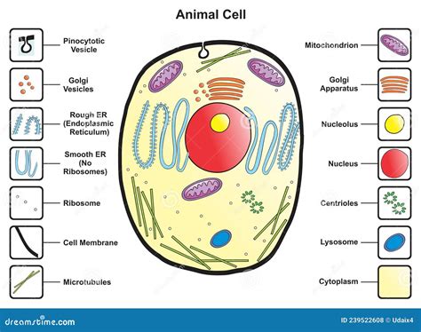 Normal Cell Structure 的图像结果