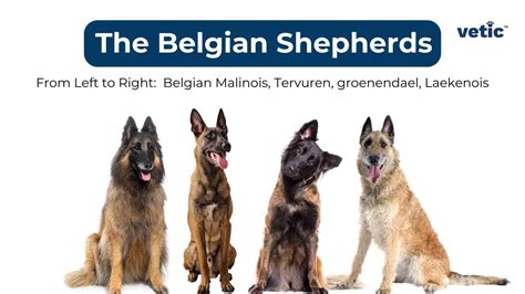 Belgian Malinois Vs German Shepherd