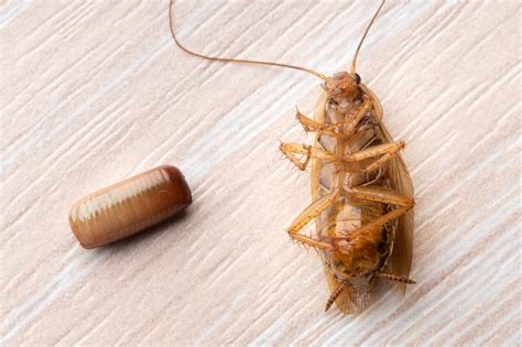 Image result for Cockroach Hatching