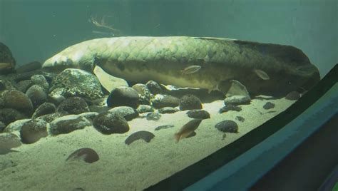 Meet Methuselah, the oldest living aquarium fish in the world | FOX 13 ...