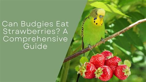 Can Budgies Eat Strawberries? A Comprehensive Guide