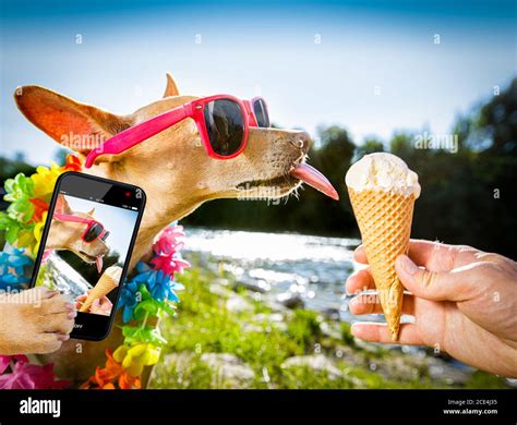 Ice cream licking dog hi-res stock photography and images - Alamy