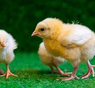 Image result for Baby Chick Toys