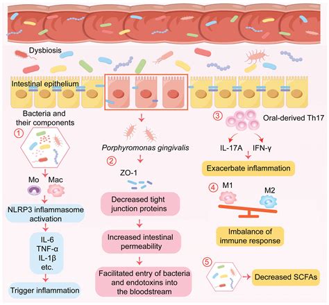 Beyond Pneumonia: The Oral-Gut Axis in Critical Illness[v1] | Preprints.org