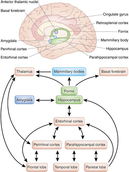 Brain Memory 的图像结果