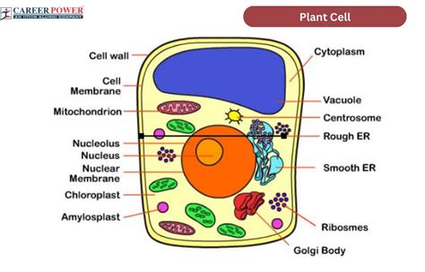 Nature Science Cell 的图像结果