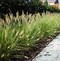 Image result for Little Bunny Fountain Grass Plant