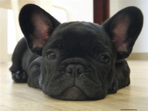 Why do French Bulldogs have their ears up? – Allfrbulldogs.com