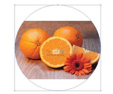 Image result for Illustrator Using Clipping Masks