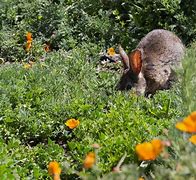 Image result for Rabbit in Spring