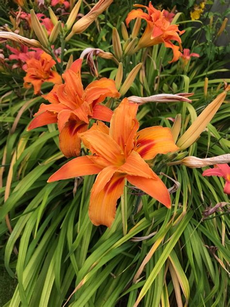 Hemerocallis fulva 'Flore Pleno' - PictureThis