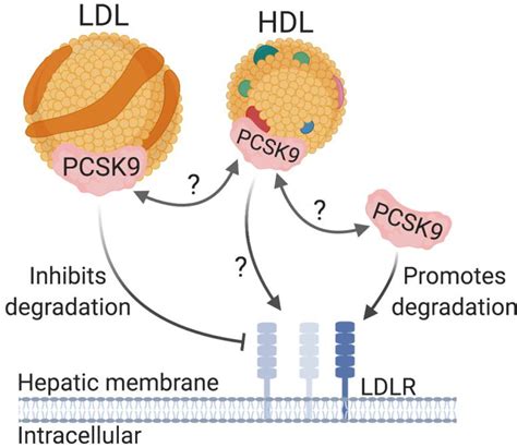 Lipoprotein compartmentalisation as a regulator of PCSK9 activity - Journal of Molecular and ...
