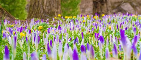 Learn About Membership | Longwood Gardens