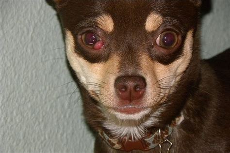 dog third eyelid showing allergies