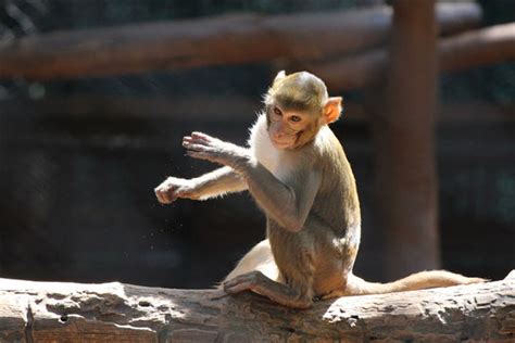 【匆匆一瞥】猴年到，今年我最大！ | 民報 PeopleNews