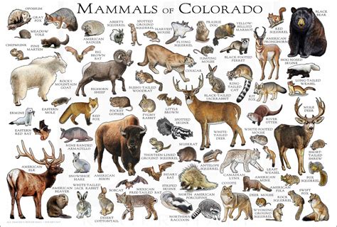 Mammals of Colorado Poster Print / Colorado Mammals Field - Etsy Ireland