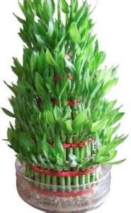 KRISHNA Good luck, LUCKY BAMBOO PLANT Seed Price in India - Buy KRISHNA ...