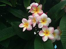 fiore frangipane pomelia o frangipani il fiore simbolo di palermo siciliafan fiore frangipane pomelia o frangipani il fiore simbolo di palermo siciliafan