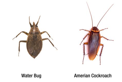 Bugs That Look Like Roaches: A Guide For Identifying Roaches - Pest ...