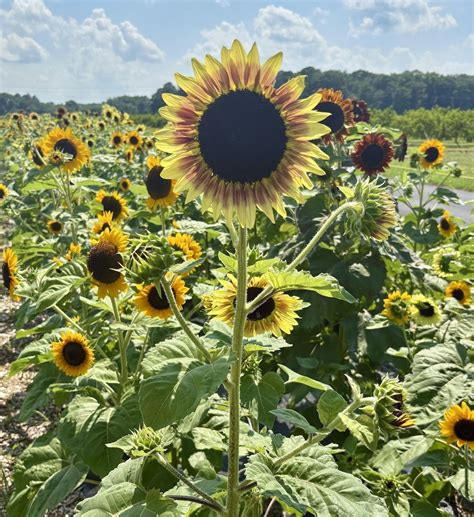 Sip n Snip at Bennett Orchards featuring Our Harvest, Bennett Orchards ...