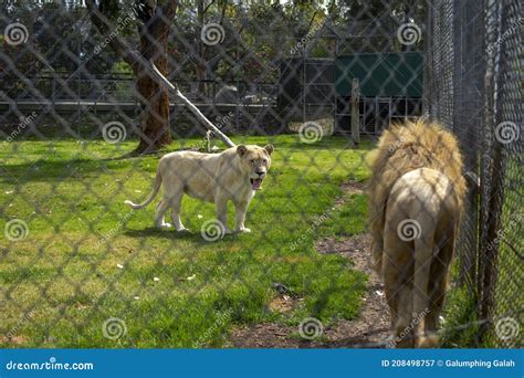 African Lion Scientific Name Panthera Leo Stock Image - Image of ...