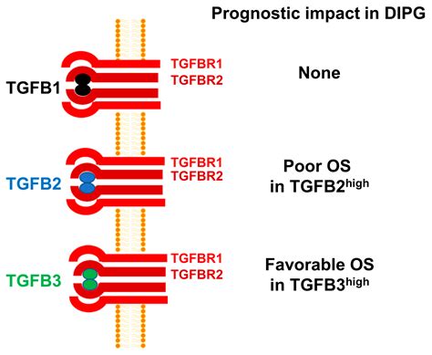 High Intra-Tumor Transforming Growth Factor Beta 2 Level as a Predictor ...