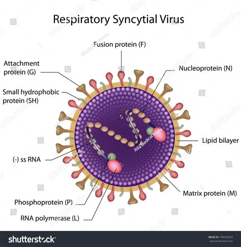 Rsv Virus Labeled Stock Illustration 149230253 - Shutterstock