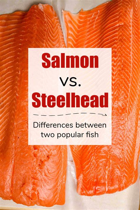 Nutritional Value Of Steelhead Trout Compared To Salmon | Besto Blog