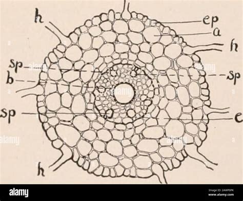 Zea Root Cross Section