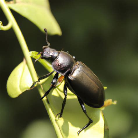 What Attracts Black Beetles at Sara Sugerman blog