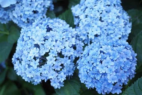 Viburnum vs. Hydrangea: Two Flowers That Look Remarkably Alike