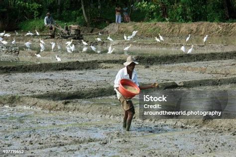 Sri Lanka Agriculture 的图像结果