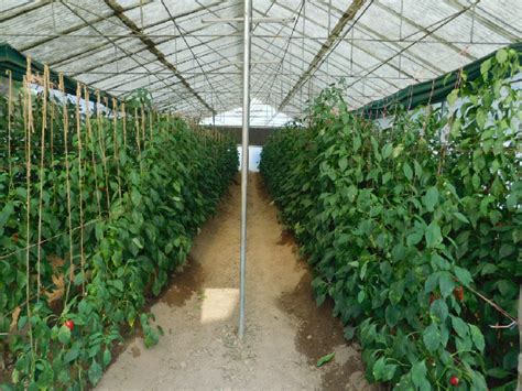 Dr YS Parmar University of Horticulture & Forestry