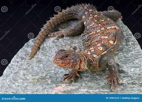 Ocellated Uromastyx stock image. Image of spiny, uromastyx - 19961615