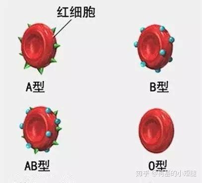 A、B、C、D，四种血型中，谁的抵抗力会更好？哪个身体更差？