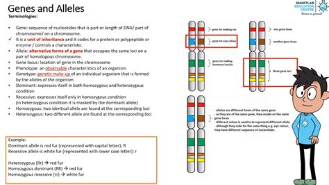 Image result for Inheritance Allele