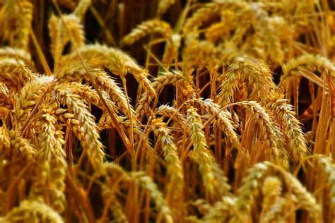 中共报告称河南小麦大丰收 产量突破了全国纪录 被河南网民质疑 • 金牌资讯网