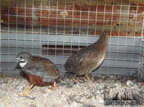 Pure wild Chinese painted quails (Coturnix chinensis) breeding pairs ...