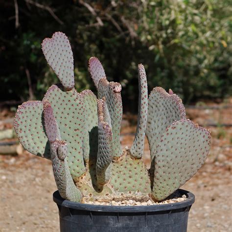 Buy 'Beavertail Cactus - Opuntia basilaris' Care and Growers Guide ...