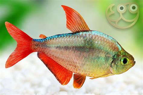 Red Tetra Fish