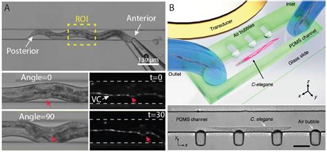 Microfluidic Approaches for Manipulating, Imaging, and Screening C. elegans