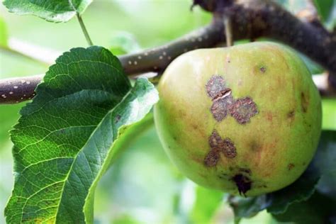 Image result for Fruit Tree Problems